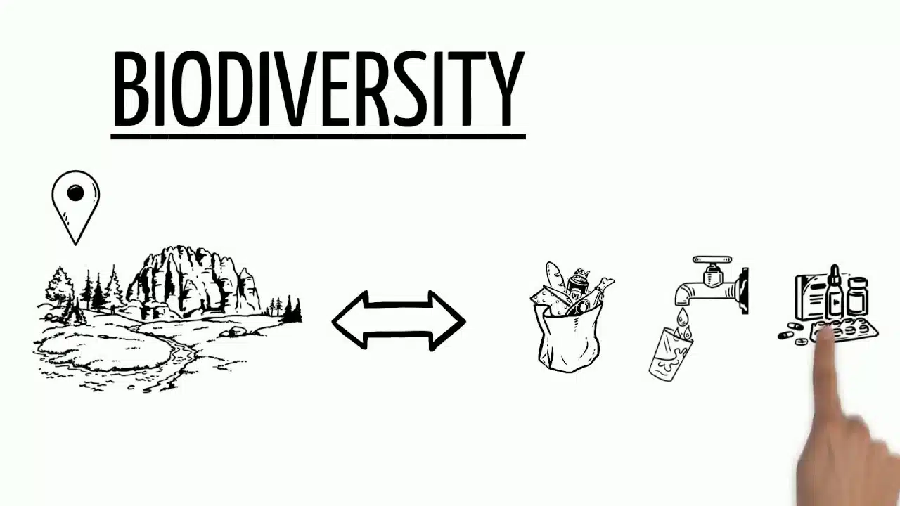 biodiversity