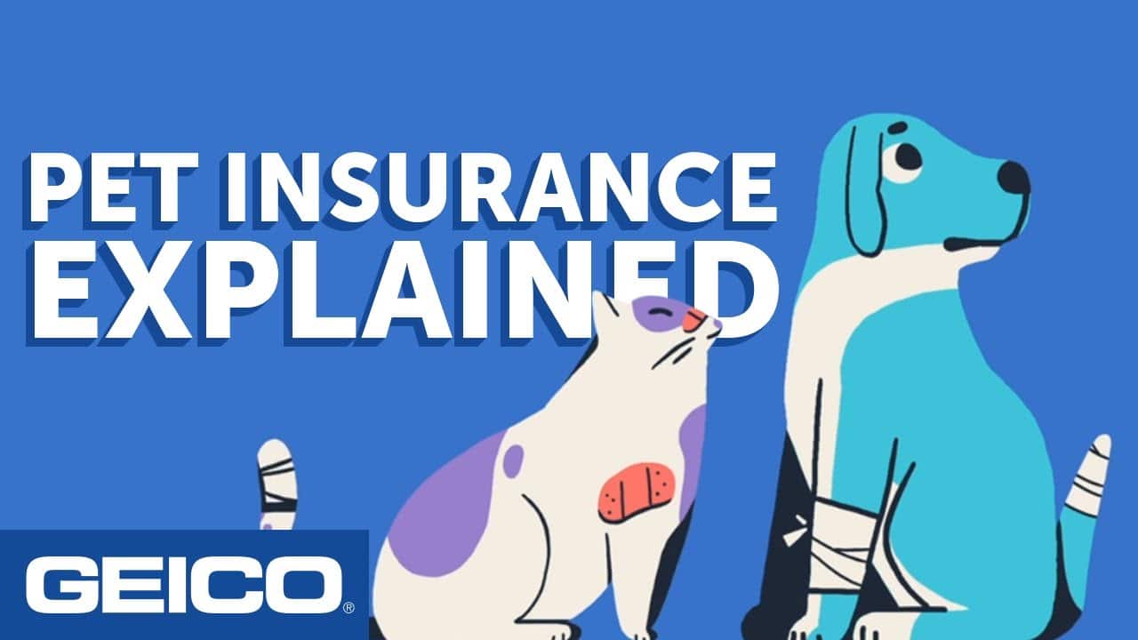 pet insurance explained geico in 1