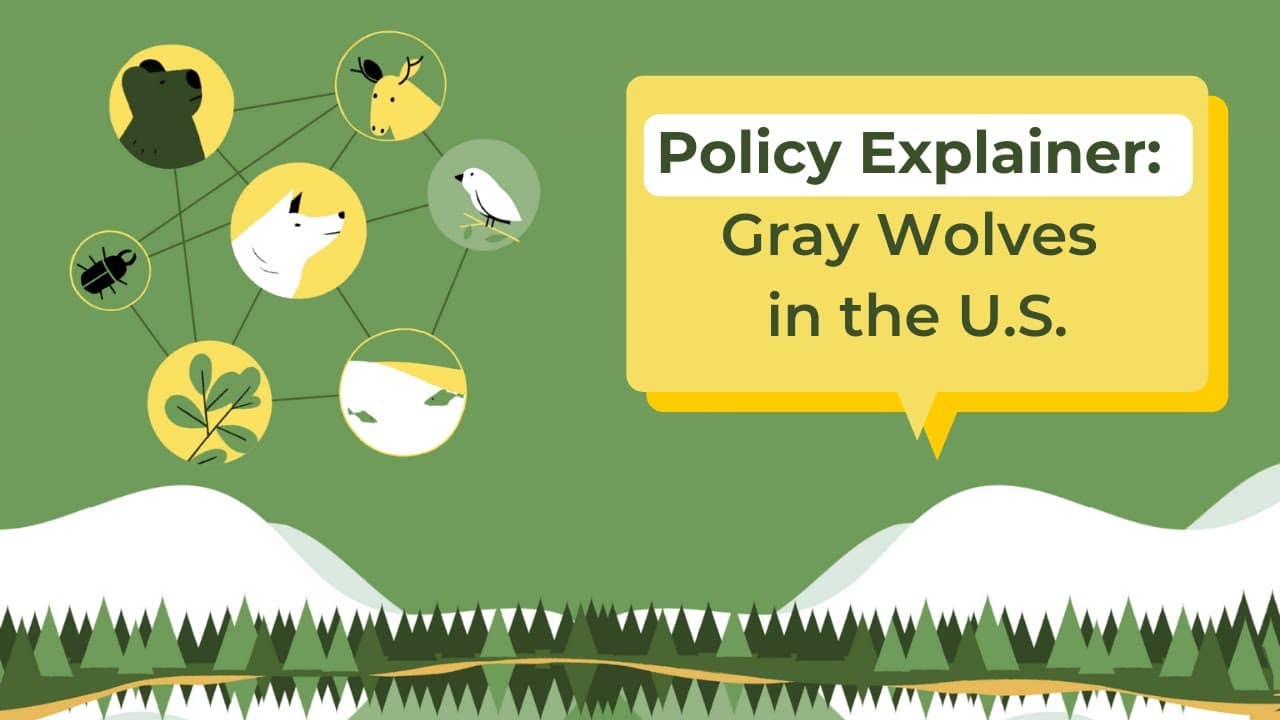 policy explainer gray wolves in